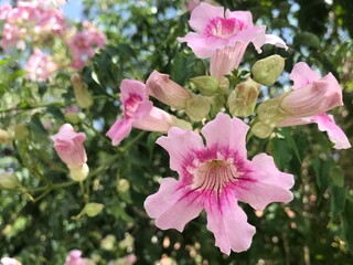 Close-Up of Beautiful Pink Trumpet Vine Flowers in Bloom on a Sunny Day. Podranea ricasoliana isolated. Pink flower in full blossom close up.