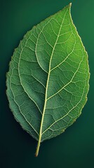 Intricate Green Leaf Macro Photography
