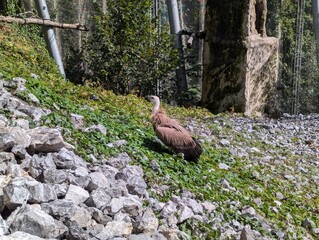 Vulture walking on rocky terrain in the Austrian AlpenZoo, surrounded by trees and greenery