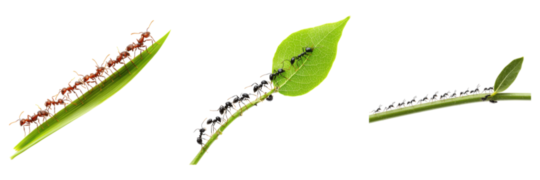 Teamwork displayed with three insect colonies working on plants isolated on transparent background