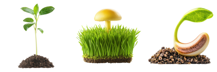 Growth cycle featuring sprout, mushroom, and seedling, showcasing nature's stages on transparent background
