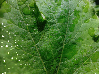 Green zucchini leaf with water drops. Close-up. Dof.