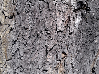 Poplar tree bark texture. Close Up. Textured bark natural pattern from a poplar tree.