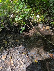 Sunlit Woodland Spring Emerging from a Mossy Crevice in the UK