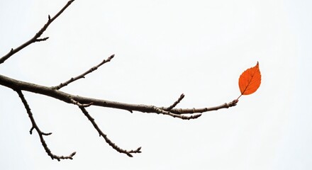 Striking panoramic image showing a single vibrant orange leaf clinging to a bare tree branch against a clean, bright white background, symbolizing perseverance