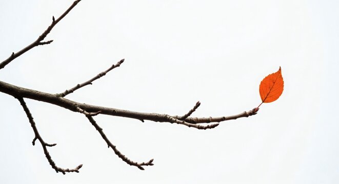 Striking panoramic image showing a single vibrant orange leaf clinging to a bare tree branch against a clean, bright white background, symbolizing perseverance - Powered by Adobe