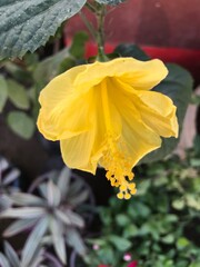 Bright Yellow Hibiscus Flower Close-up with Vibrant Petals and Pollen Detail. Hibiscus rosa-sinensis isolated. Yellow flower close up.