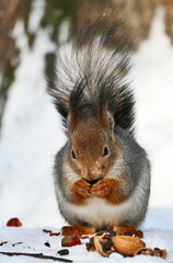Red squirrel is eating nuts on the snow.
