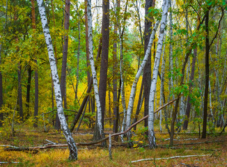 closeup calm autumn birch grove  glade, heap of red tree seasonal scene