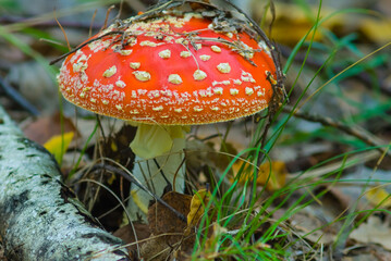closeup red flyagaric mushroom growth in grass among autumn forest glade