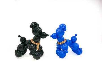 Two poodles are sitting on a white background