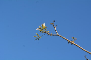 White flower on the branch and blue sky