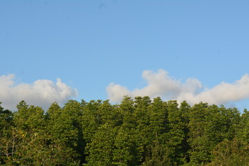 View of mangrove forest and blue sky