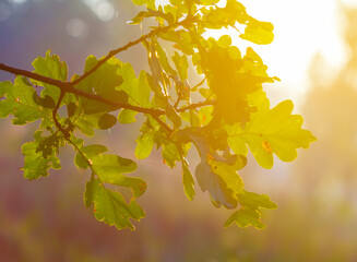 oak tree branch in light of starkle sun, autumn forest outdoor scene