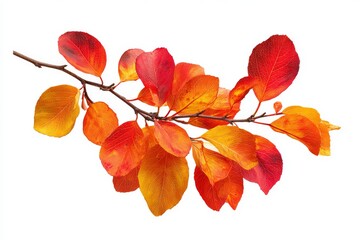 Autumn Twig with Colorful Leaves
