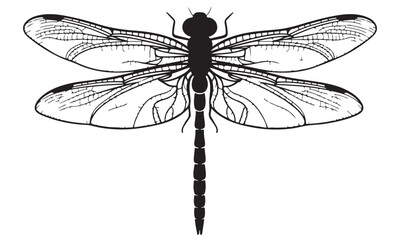 Black and White Detailed Dragonfly Illustration