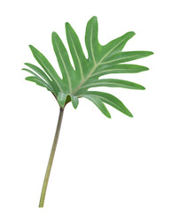 Decorative monstera leaf isolated on white or transparent background