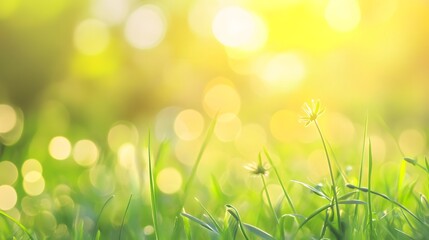 Obraz premium Delicate wildflowers stand tall in a field of bright green grass bathed in golden sunlight, showcasing a vibrant spring scene.