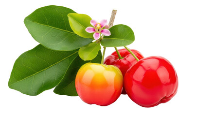 Isolated Barbadian cherry bunch, ripe Acerola fruit with flower, green leaves on stem