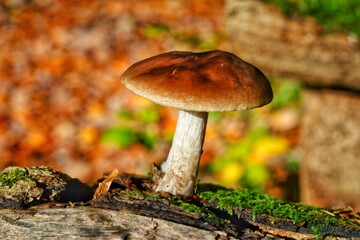 Single Mushroom on Moss-Covered Log in Autumn Forest