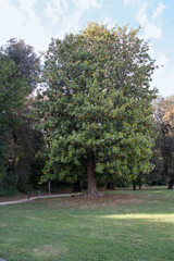Royal Park of Capodimonte built for King Charles III of Spain in 1742. Today a city park which extends over an area of one hundred and twenty-four hectares, Naples, Italy.
