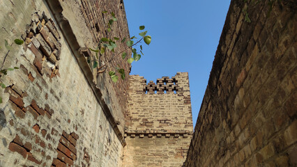 Banyan plant sprouting from ancient red brick wall symbol of heritage