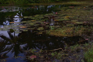 Bright pink water lilies blooming on a calm pond surrounded by lush green vegetation, with clear reflections on the water surface. A serene tropical wetland scene in Bangladesh.