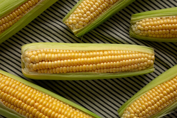 Fresh Raw Organic Corn on the Cob in the Husk, top view.