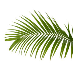 Obraz premium Vibrant green palm leaf showcasing nature's elegance during daylight