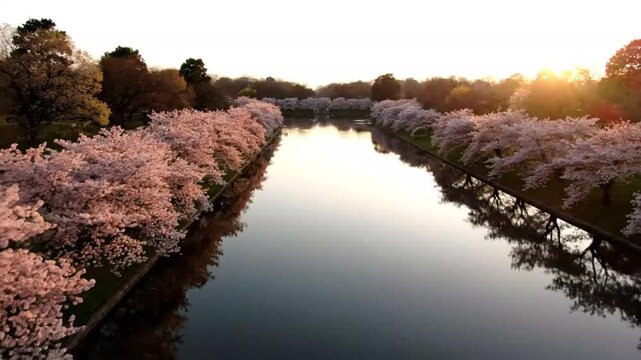A serene view of the tidal basin lined with blooming cherry blossom trees at sunrise, reflecting in the calm water in washington, dc during the national cherry blossom festival
