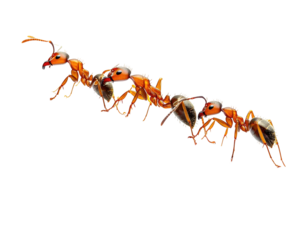 A close-up view of five red ants in motion,  forming a line against a black background.  