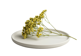 Single sprig of dried yellowish-green Limonium flowers on a minimalist white ceramic plate, close-up with shallow depth of field against a transparent background, concept for minimalist product