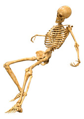 3D Rendering Human Skeleton on White