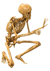 3D Rendering Human Skeleton on White