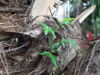Azadirachta indica plant grows from the fibrous trunk of a palm tree. Its new growth emerges from the textured, brown bark, giving the impression of life in an unexpected place. Neem or Indian lilac p