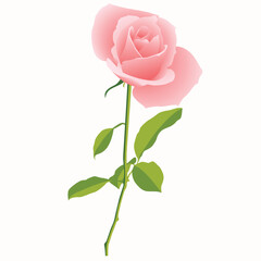 Realistic Natural Rose Vector Illustration