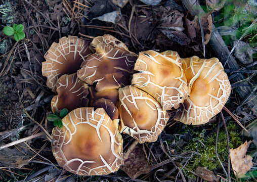 Mushrooms with cracked caps