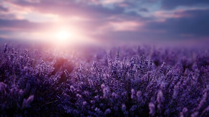A field of vibrant purple lavender flowers under a soft glowing sunset sky creating a serene and atmospheric natural landscape