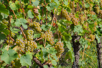 Moselregion - Deutschlands ältestes Weinbaugebiet und das größte Steillagenweinbaugebiet der Welt