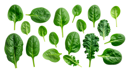 Fresh, vibrant, green spinach leaves artfully arranged, showcasing various shapes and sizes, perfect for culinary and health concepts.