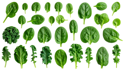 An assortment of fresh, vibrant green leafy vegetables against a seamless backdrop. Each leaf showcases a unique texture and shape, perfect for culinary and health-related themes.