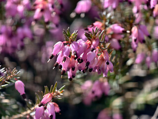 Heather in blossom. Calluna vulgaris or common heather pink flowers.
