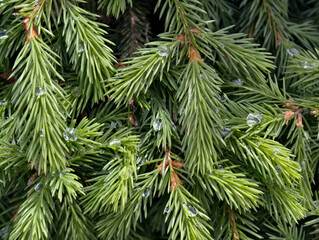 Young branches of fir covered with needles with drops of water after rain. Natural floral spruce background.