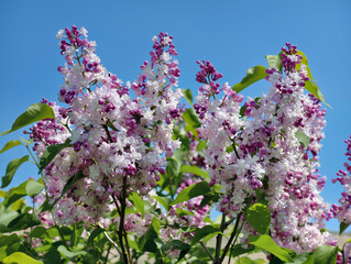 Bunches of mauve lilac flowers against blue sky. Natural floral background.