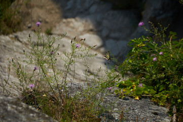 Close-Up of Alpine Butterfly Perched on Blossoms