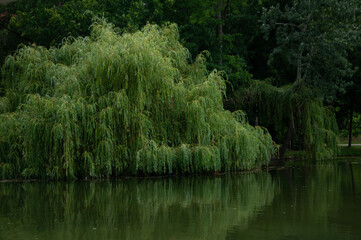 Willow Tree Draping Leaves into River