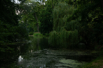 Scenic Willow Tree Dipping Branches into Water