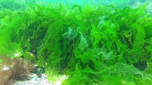 Algae in the Black Sea, Underwater landscape of green algae (Ulva) with a flat thallus
