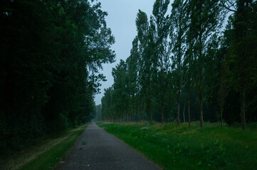 Dirt Road through Rainy Forest with Leaning Trees