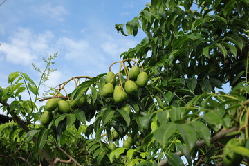 Ambarella Fruit Cluster